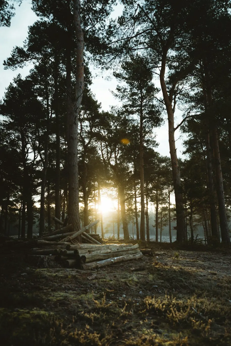 The Whisper of the Forest: Calming the Mind with Scotland’s Woodlands